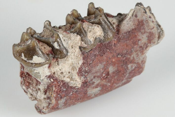 Fossil Horse (Mesohippus) Jaw Section - South Dakota #202618